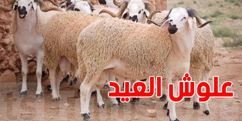 اتحاد الفلاحة يطمئن التونسيين: ''علالش'' العيد متوفرة 